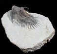 Super Spiny Comura Bultyncki Trilobite #3967-6
